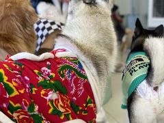 -怪兽屋·羊驼·猫咖·狗咖(俊华广场店)