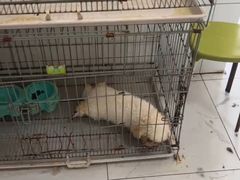 -猫狗日记·自助洗护·宠物寄养·售卖