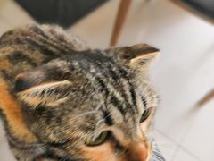 -平行世界·猫咖(首经贸店)