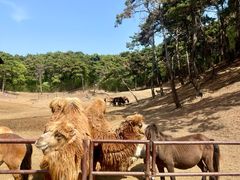 -沈阳森林动物园