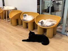 -有喵·猫咖·狗咖·40+猫狗有小奶狗(岗厦店)