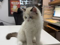-御宝贝·A梦猫科宠物医院(国际猫友好医院)