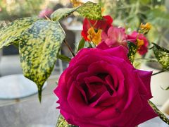 -花神·轻食简餐·咖啡馆·花卉绿植(荷兰花卉小镇店)