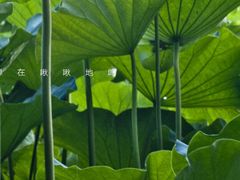 -贵族皇仕牛排(宁德1店)