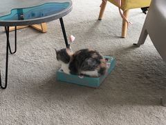 -泰国佛·塔罗·泰牌狐仙古曼