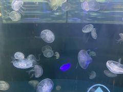 -重庆欢乐海底世界