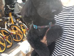 -PETKIT 小佩宠物·低压洗护·美容·寄养(安远店)