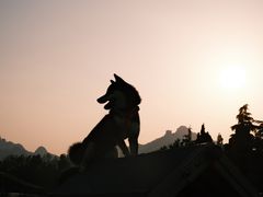 -趣玩宠物乐园寄养训犬训狗游泳池