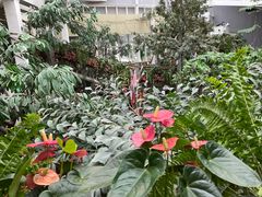 -正佳雨林生态植物园
