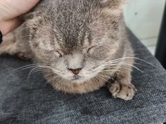 -喵园·猫主题咖啡厅·撸猫·猫咖(国贸店)