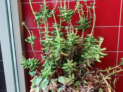 -肯德基(蓝谷地DT店)