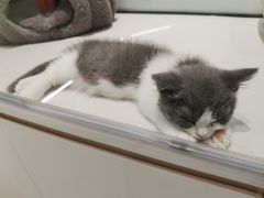 -babydoll猫舍·米努特·德文·缅因(久光中心店)