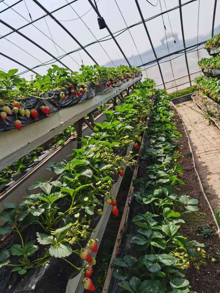 沐恩格林四季农场-"带着宝宝摘草莓,如果不是为了孩子,谁会来.