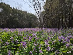 -上海滨江森林公园