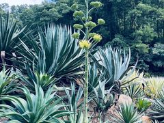 -深圳仙湖植物园