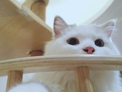 -滚猫咖啡·猫咖·猫友好撸猫(未来城店)