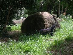 -荔枝公园(福田区)