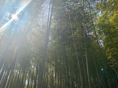 -宁波浙东大竹海景区