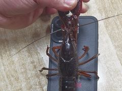 -祥鹤龙虾螃蟹