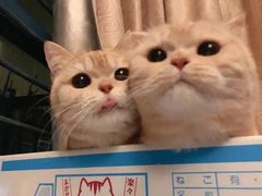 -中国徽菜·徽商故里(罍街店)