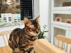 -楼上猫咖(罗湖店)