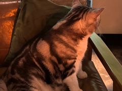 -咖法森林·咖啡  酒吧(天河店)