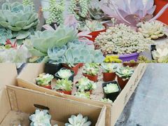-金科花卉市场