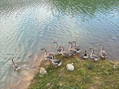 -广州白江湖森林公园