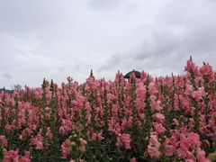 -径山花海
