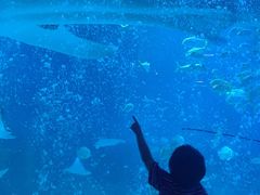 -烟台海昌鲸鲨海洋公园