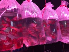 -中环花鸟鱼虫市场