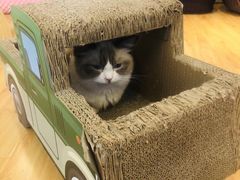 -momokira米努特·德文卷毛猫·棉花面纱犬