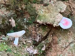 -东天目山风景区