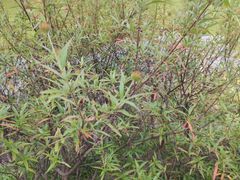 -东莞植物园