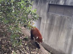 景点-成都大熊猫繁育研究基地
