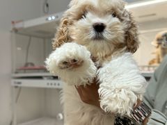 -翊宠yipet猫狗购宠庄园犬舍•猫舍