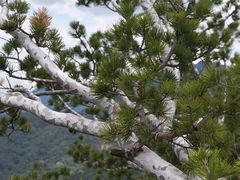 -少华山国家森林公园