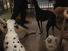 -萌喵咖啡屋(人民东路4号口M16商铺店)