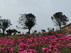 -空港花田景区