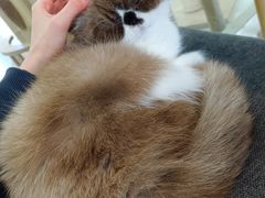 -喵园·猫主题咖啡厅·撸猫·猫咖(国贸店)