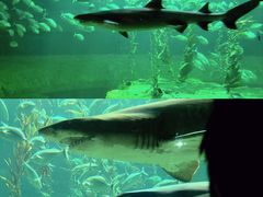 -香港海洋公园