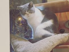 -帕帕拉兹宠物(亚洲旗舰店)