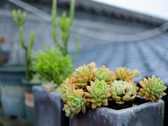 -YLK云南小粒咖啡·云里咖(二号店)