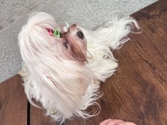 -小狗上班·狗咖·猫咖·小奶狗·摄影(南山店)