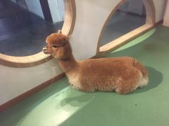 -藦茜花园宠物主题亲子互动体验馆(国顺东路店)