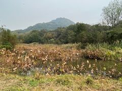 -西湖风景区-江洋畈生态公园