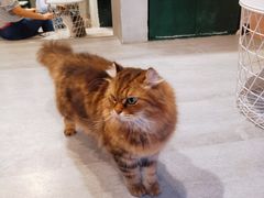 -猫儿山۰猫主题餐厅