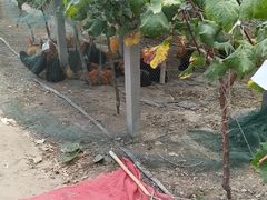 -马陆小张葡萄园农家乐