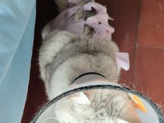 -伟伟宠物医院·CT影像中心·瑞派犬猫综合性门诊(汉口总院)