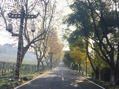 -宜兴龙背山森林公园